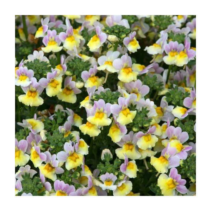 Nemesia Sundae 'Lavender Sherbert' | Bedding | 5 x Large Plugs 3 Nemesia Sundae 'Lavender Sherbert' | Bedding | 5 x Large Plugs