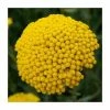 Achillea filipendulina 'Cloth of Gold' | 10.5cm Pot