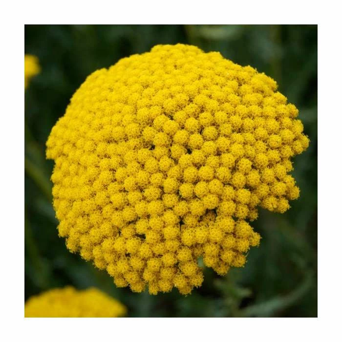 Achillea filipendulina 'Cloth of Gold' | 10.5cm Pot 3 Achillea filipendulina 'Cloth of Gold' | 10.5cm Pot