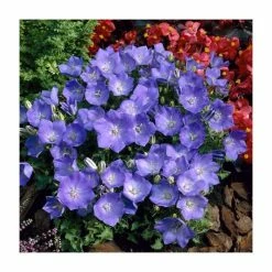 Campanula carpatica 'Perla Blue' | Tussock Bellflower