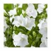 Campanula persicifolia 'White' | 10.5cm 2 Campanula persicifolia 'White' | 10.5cm -Cheap July Plants Store PL00080 main image 7203