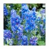 Delphinium 'Magic Fountain Sky Blue' | Larkspur 1 Delphinium 'Magic Fountain Sky Blue' | Larkspur -Cheap July Plants Store PL00085 main image 918a