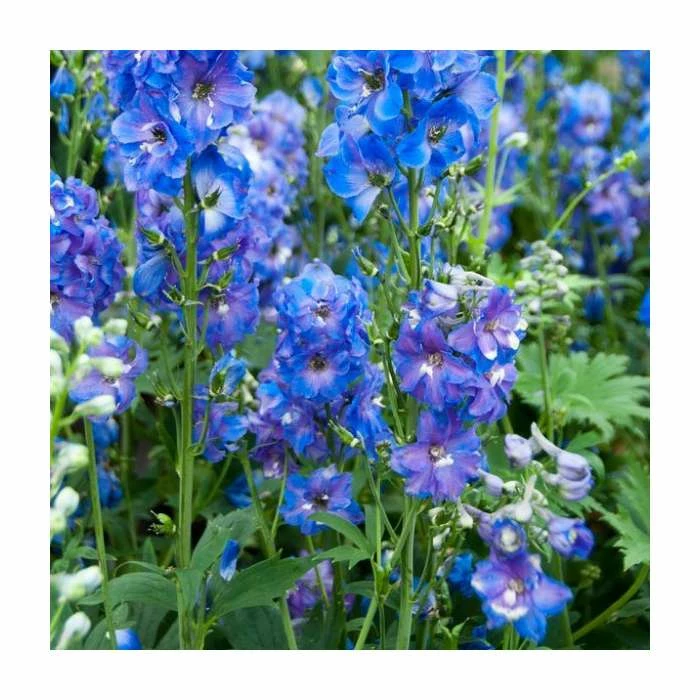 Delphinium 'Magic Fountain Sky Blue' | Larkspur 4 Delphinium 'Magic Fountain Sky Blue' | Larkspur - Image 2