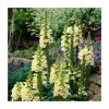 Digitalis Grandiflora 'Dwarf Carillion' | Foxglove -Cheap July Plants Store PL00089 main image 4f11