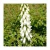 Digitalis purpurea 'Albiflora' | 10.5cm Pot -Cheap July Plants Store PL00091 main image e6e9