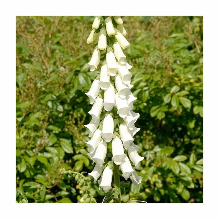 Digitalis purpurea 'Albiflora' | 10.5cm Pot 3 Digitalis purpurea 'Albiflora' | 10.5cm Pot