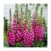 Digitalis purpurea 'Foxy' | 10.5cm Pot 1 Digitalis purpurea 'Foxy' | 10.5cm Pot -Cheap July Plants Store PL00092 main image bd6f