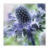 Eryngium 'Blue Hobbit' | 10.5cm Pot 2 Eryngium 'Blue Hobbit' | 10.5cm Pot -Cheap July Plants Store PL00096 main image 4a57