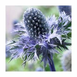 Eryngium 'Blue Hobbit' | 10.5cm Pot