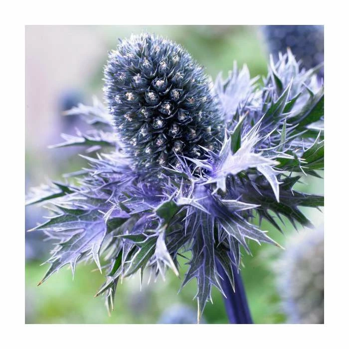 Eryngium 'Blue Hobbit' | 10.5cm Pot 3 Eryngium 'Blue Hobbit' | 10.5cm Pot