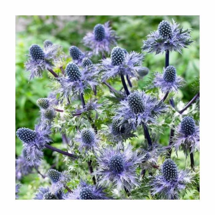 Eryngium 'Blue Hobbit' | 10.5cm Pot 4 Eryngium 'Blue Hobbit' | 10.5cm Pot - Image 2