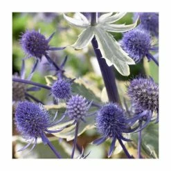 Eryngium 'Planum' | 10.5cm Pot
