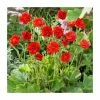Geum flora plena 'Blazing Sunset' | 10.5cm Pot -Cheap July Plants Store PL00100 main image b5ad
