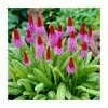 Primula vialii | 10.5cm Pot -Cheap July Plants Store PL00126 main image 98e1