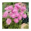 Scabiosa columbaria 'Pink Mist' | 10.5cm Pot 2 Scabiosa columbaria 'Pink Mist' | 10.5cm Pot -Cheap July Plants Store PL00138 main image 4cd9