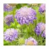 Scabiosa japonica 'Blue Note' | Pincushion 2 Scabiosa japonica 'Blue Note' | Pincushion -Cheap July Plants Store PL00140 main image 2e41