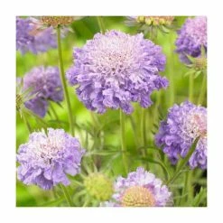 Scabiosa japonica 'Blue Note' | Pincushion