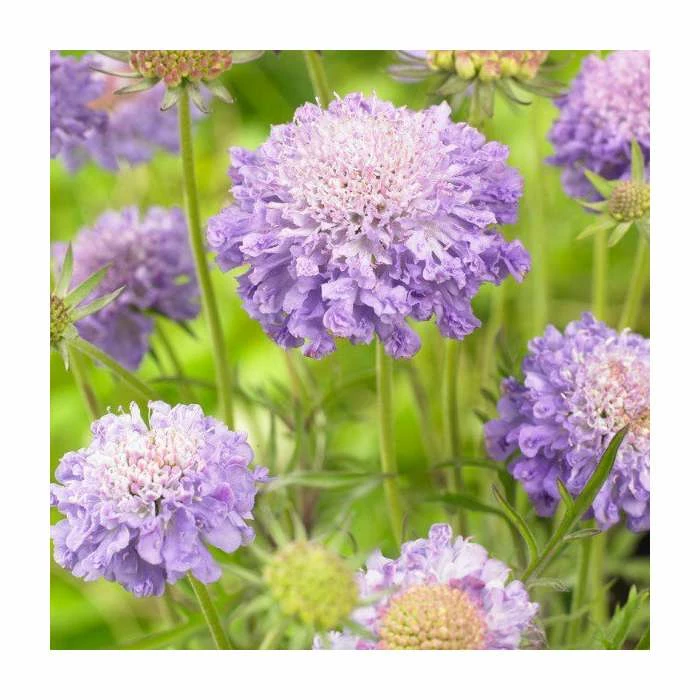 Scabiosa japonica 'Blue Note' | Pincushion 3 Scabiosa japonica 'Blue Note' | Pincushion