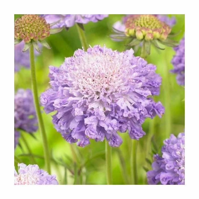 Scabiosa japonica 'Blue Note' | Pincushion 4 Scabiosa japonica 'Blue Note' | Pincushion - Image 2