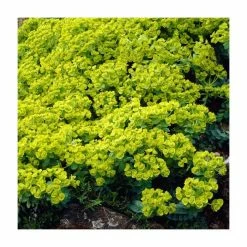 Euphorbia Myrsinites | 9cm Pot