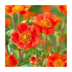 Geum coccineum 'Queen of Orange' | 9cm Pot