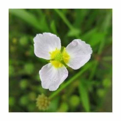 Miniature Plantain | Baldelia ranunculoides