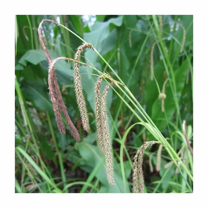 Pendulous Sedge | Carex pendula 3 Pendulous Sedge | Carex pendula