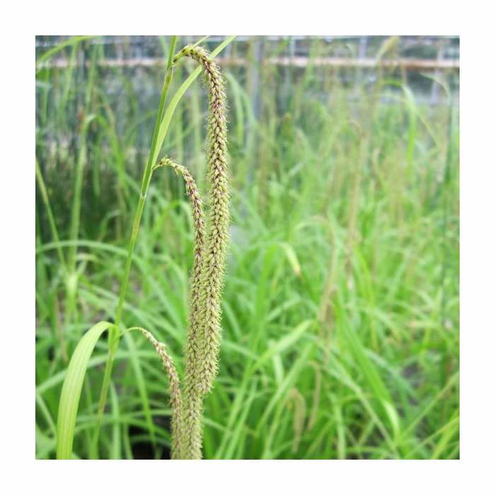 Pendulous Sedge | Carex pendula 4 Pendulous Sedge | Carex pendula - Image 2