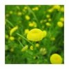 Golden Buttons | Cotula coronopifolia -Cheap July Plants Store PL0591 main image e6eb