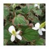 3x Heart Shaped Houttuynia Houttuynia cordata - 9cm Pots 1 3x Heart Shaped Houttuynia Houttuynia cordata - 9cm Pots -Cheap July Plants Store PL0594 main image 6b64