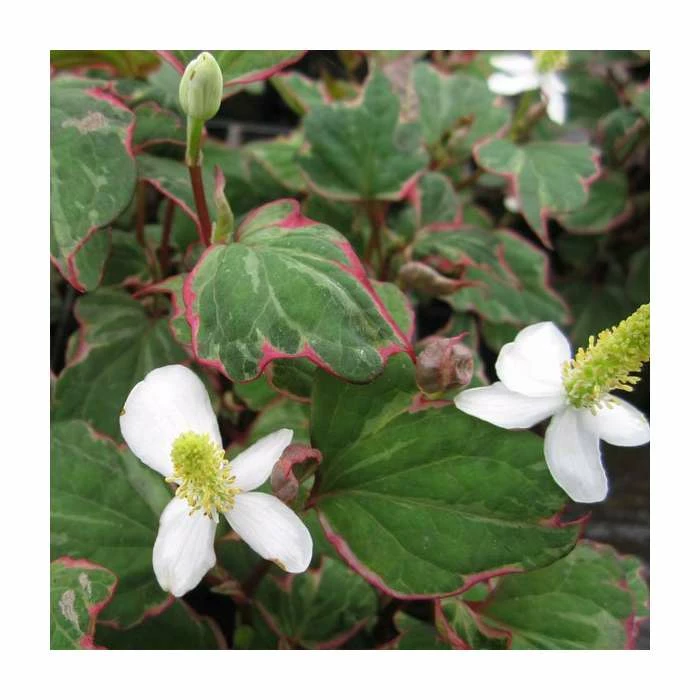 3x Heart Shaped Houttuynia Houttuynia cordata - 9cm Pots 3 3x Heart Shaped Houttuynia Houttuynia cordata - 9cm Pots