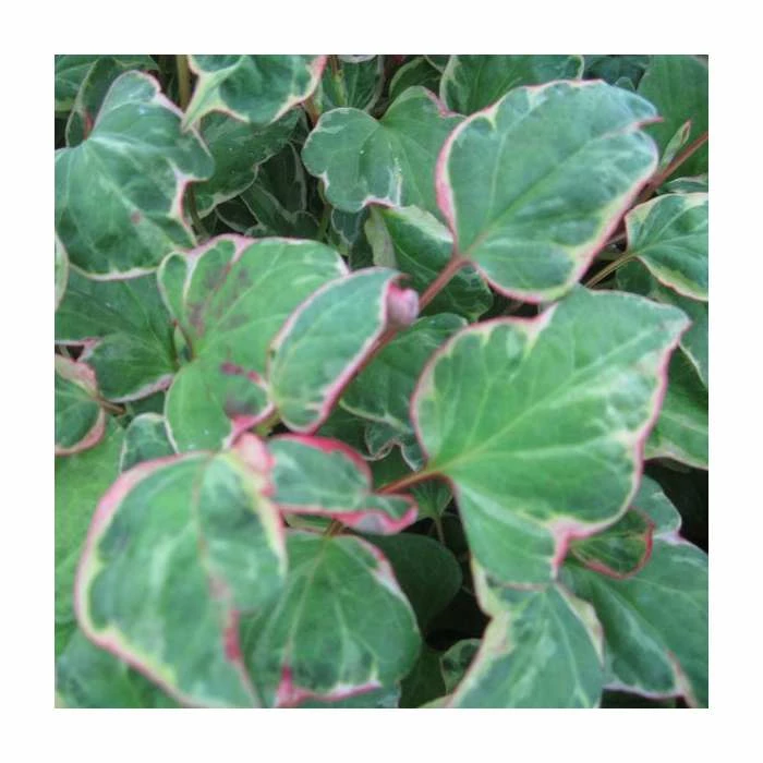 3x Heart Shaped Houttuynia Houttuynia cordata - 9cm Pots 4 3x Heart Shaped Houttuynia Houttuynia cordata - 9cm Pots - Image 2