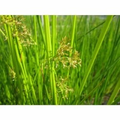 Common Rush | Juncus effusus -Cheap July Plants Store PL0598 add image 1 97c5