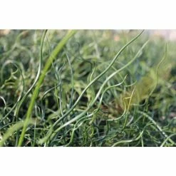 Corkscrew | Juncus effusus 'Spiralis' -Cheap July Plants Store PL0599 add image 1 c73e