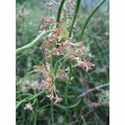 Corkscrew | Juncus effusus 'Spiralis' -Cheap July Plants Store PL0599 add image 2 6886