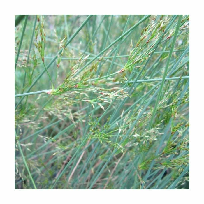 Hard Rush | Juncus inflexus 4 Hard Rush | Juncus inflexus - Image 2
