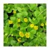 Creeping Jenny | Lysimachia nummularia -Cheap July Plants Store PL0602 main image b16d