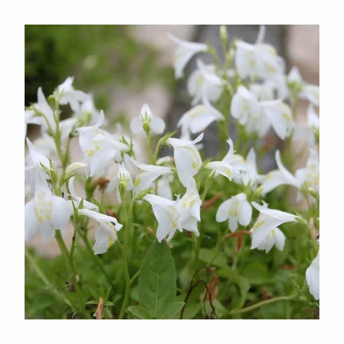 White Mazus | Mazus reptans 'Alba' 3 White Mazus | Mazus reptans 'Alba'