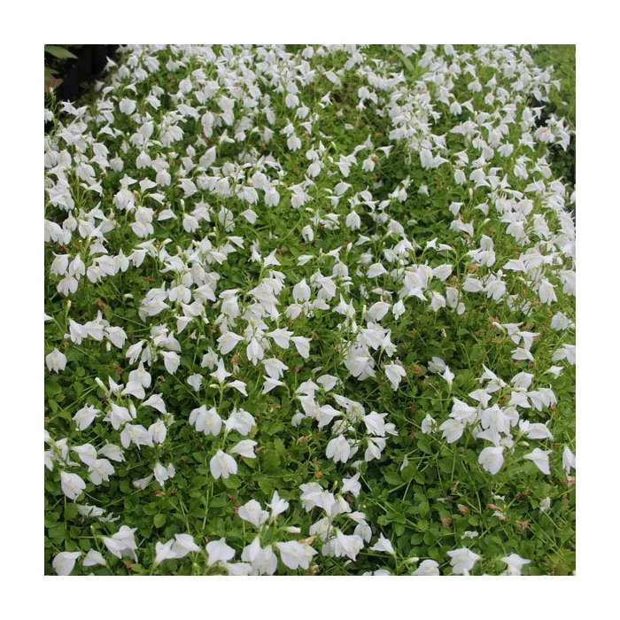 White Mazus | Mazus reptans 'Alba' 4 White Mazus | Mazus reptans 'Alba' - Image 2