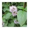 Water Mint | Mentha aquatica 2 Water Mint | Mentha aquatica -Cheap July Plants Store PL0608 main image ee4e