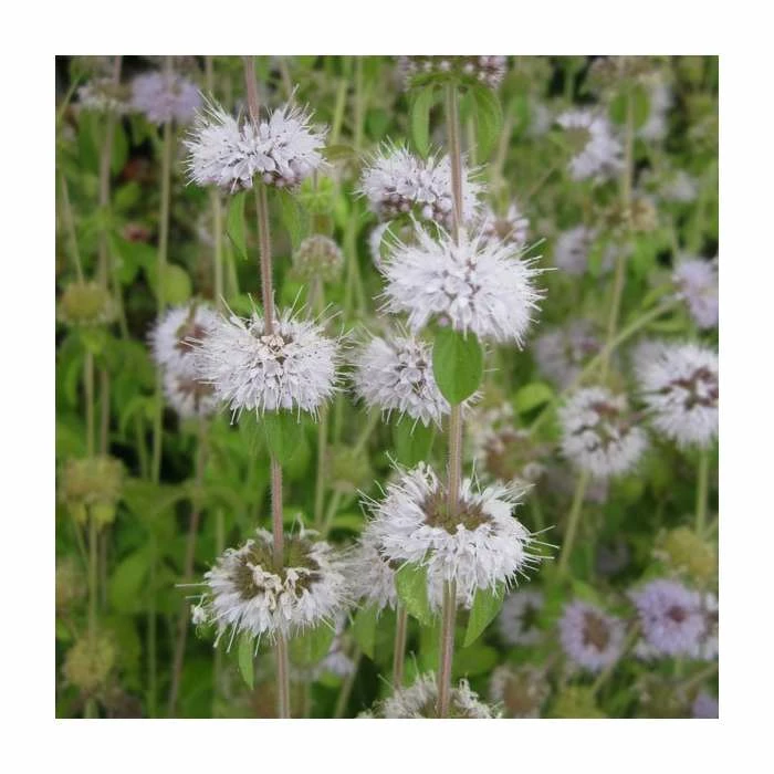 Water Spearwort | Preslia cervina 3 Water Spearwort | Preslia cervina