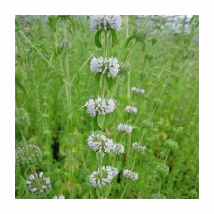 Water Spearwort | Preslia cervina 4 Water Spearwort | Preslia cervina - Image 2