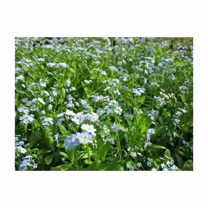 Water Forget-Me-Not | Myosotis scorpioides 4 Water Forget-Me-Not | Myosotis scorpioides - Image 2