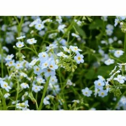Water Forget-Me-Not | Myosotis scorpioides 10 Water Forget-Me-Not | Myosotis scorpioides -Cheap July Plants Store PL0612 add image 3 55b9