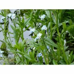 Water Forget-Me-Not | Myosotis scorpioides 11 Water Forget-Me-Not | Myosotis scorpioides -Cheap July Plants Store PL0612 add image 4 545e
