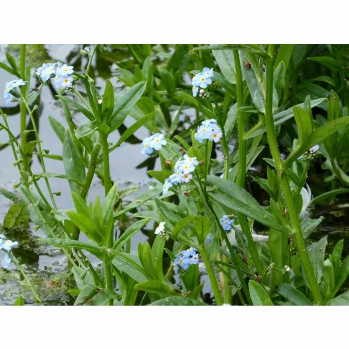 Water Forget-Me-Not | Myosotis scorpioides 7 Water Forget-Me-Not | Myosotis scorpioides - Image 5