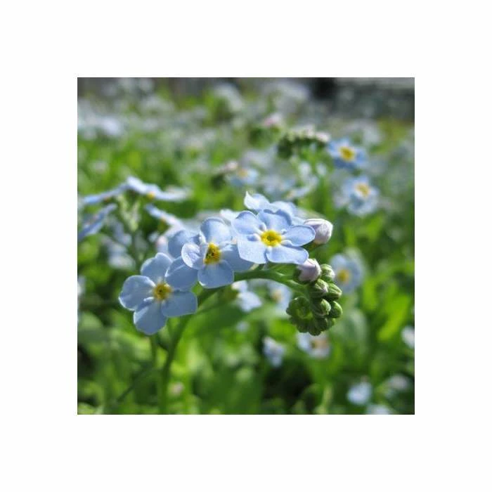 Water Forget-Me-Not | Myosotis scorpioides 3 Water Forget-Me-Not | Myosotis scorpioides