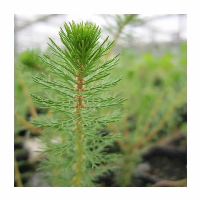3x Upright Water Milfoil Myriophyllum Crispatum - 9cm Pots 4 3x Upright Water Milfoil Myriophyllum Crispatum - 9cm Pots - Image 2