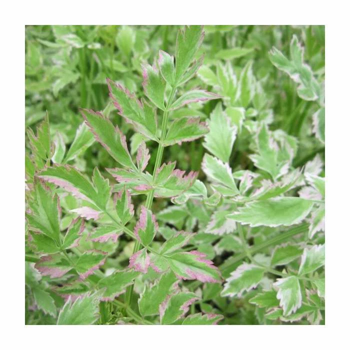 3x Variegated Water Dropwort Oenathe Aquatica Flamingo - 9cm Pots - Cut Back 3 3x Variegated Water Dropwort Oenathe Aquatica Flamingo - 9cm Pots - Cut Back