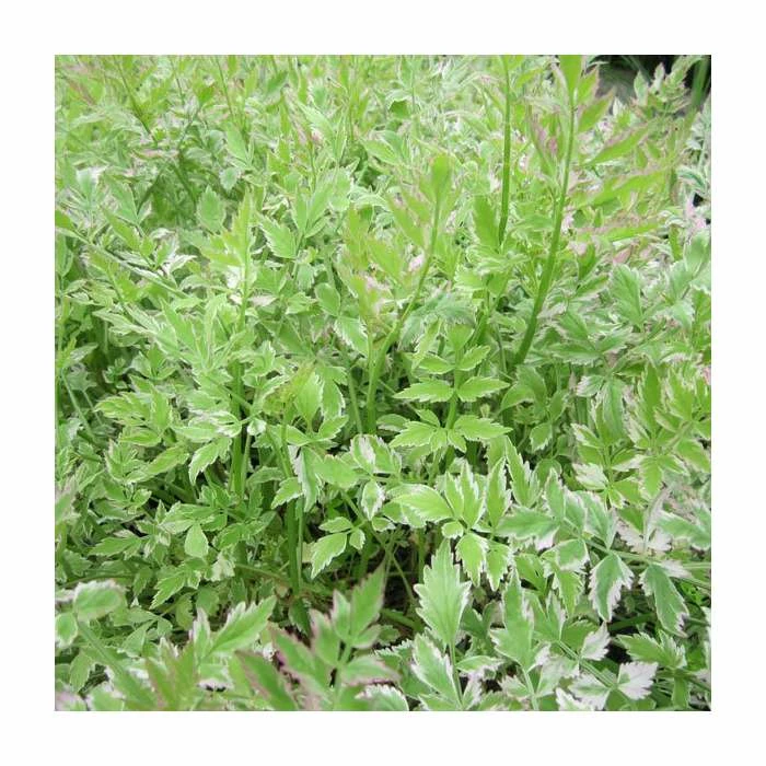 3x Variegated Water Dropwort Oenathe Aquatica Flamingo - 9cm Pots - Cut Back 4 3x Variegated Water Dropwort Oenathe Aquatica Flamingo - 9cm Pots - Cut Back - Image 2